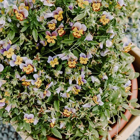 Σπίτι διακοπών Regielskie Regiel